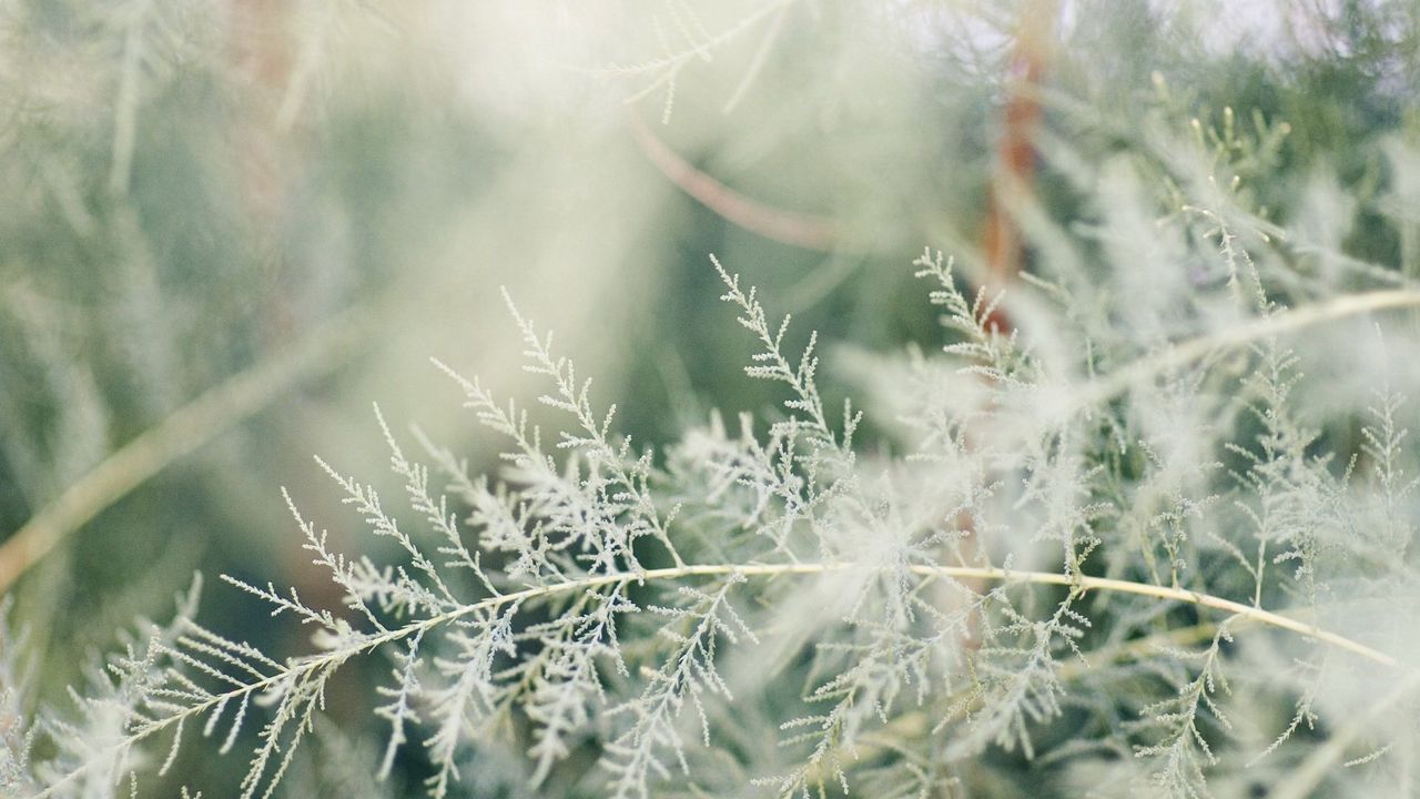 Wallpaper grass, branches, bright, shape