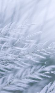 Preview wallpaper grass, branches, fluff, macro