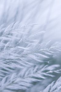 Preview wallpaper grass, branches, fluff, macro