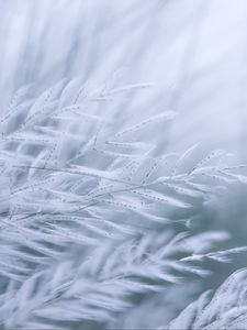 Preview wallpaper grass, branches, fluff, macro