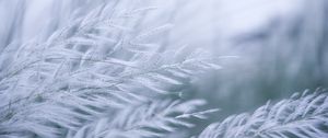 Preview wallpaper grass, branches, fluff, macro