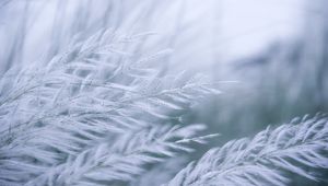 Preview wallpaper grass, branches, fluff, macro