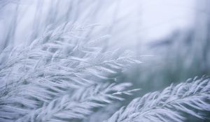 Preview wallpaper grass, branches, fluff, macro
