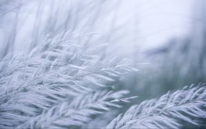 Preview wallpaper grass, branches, fluff, macro