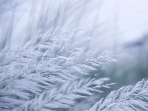 Preview wallpaper grass, branches, fluff, macro