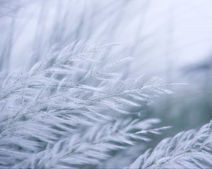 Preview wallpaper grass, branches, fluff, macro