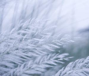 Preview wallpaper grass, branches, fluff, macro