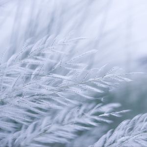 Preview wallpaper grass, branches, fluff, macro