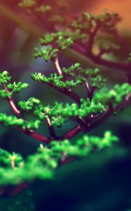 Preview wallpaper grass, branches, leaves, plant, glare