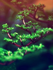 Preview wallpaper grass, branches, leaves, plant, glare