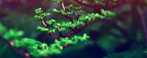 Preview wallpaper grass, branches, leaves, plant, glare