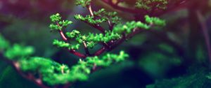 Preview wallpaper grass, branches, leaves, plant, glare