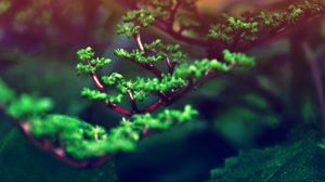 Preview wallpaper grass, branches, leaves, plant, glare