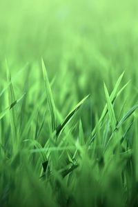 Preview wallpaper grass, bright, field