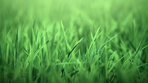Preview wallpaper grass, bright, field