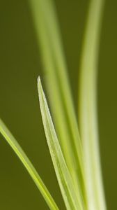 Preview wallpaper grass, bright, green, thin