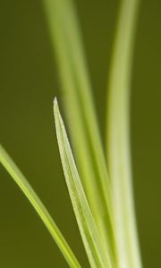 Preview wallpaper grass, bright, green, thin