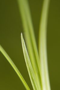 Preview wallpaper grass, bright, green, thin