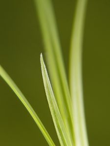 Preview wallpaper grass, bright, green, thin