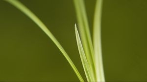 Preview wallpaper grass, bright, green, thin