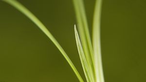 Preview wallpaper grass, bright, green, thin