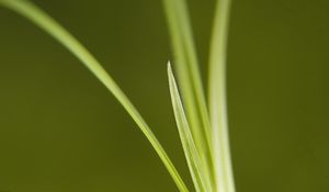 Preview wallpaper grass, bright, green, thin