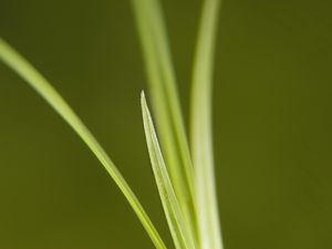 Preview wallpaper grass, bright, green, thin