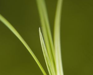 Preview wallpaper grass, bright, green, thin