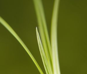 Preview wallpaper grass, bright, green, thin