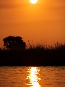 Preview wallpaper grass, bush, river, sunset, dark