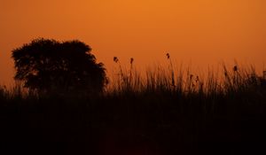 Preview wallpaper grass, bush, river, sunset, dark