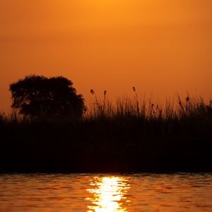 Preview wallpaper grass, bush, river, sunset, dark