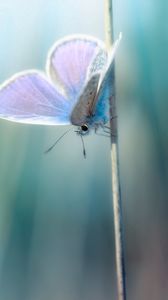 Preview wallpaper grass, butterfly, branch, glare, blurred