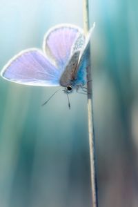 Preview wallpaper grass, butterfly, branch, glare, blurred