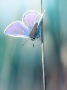 Preview wallpaper grass, butterfly, branch, glare, blurred