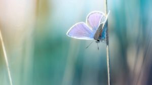 Preview wallpaper grass, butterfly, branch, glare, blurred