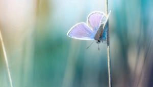 Preview wallpaper grass, butterfly, branch, glare, blurred