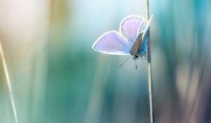 Preview wallpaper grass, butterfly, branch, glare, blurred