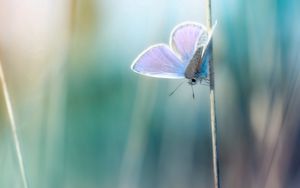 Preview wallpaper grass, butterfly, branch, glare, blurred