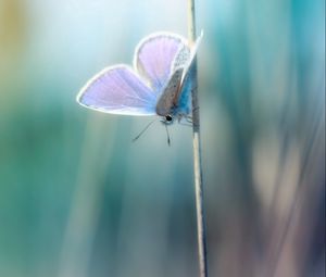 Preview wallpaper grass, butterfly, branch, glare, blurred