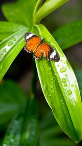 Preview wallpaper grass, butterfly, drops, dew