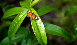 Preview wallpaper grass, butterfly, drops, dew