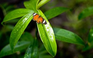 Preview wallpaper grass, butterfly, drops, dew