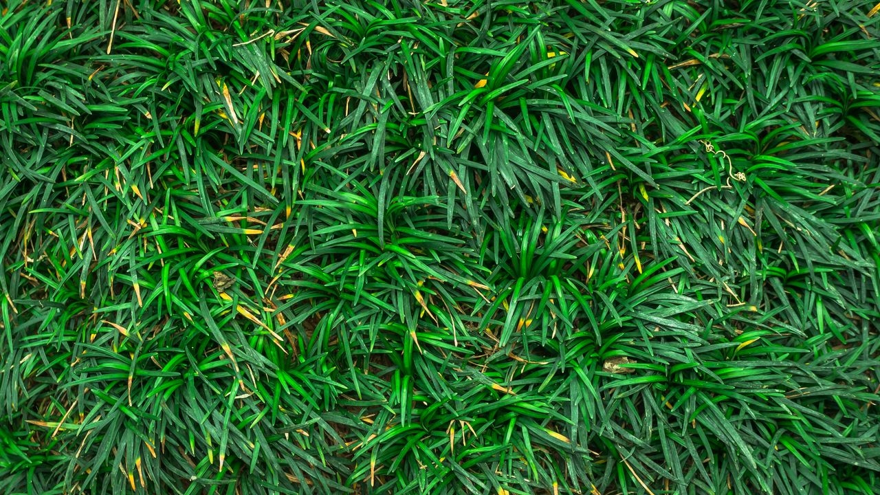 Wallpaper grass, closeup, green
