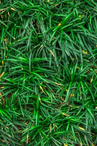 Preview wallpaper grass, closeup, green