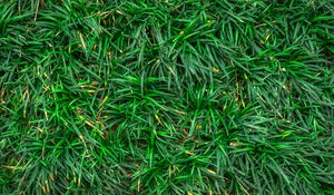 Preview wallpaper grass, closeup, green