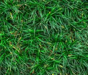 Preview wallpaper grass, closeup, green