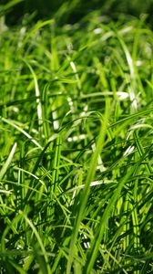 Preview wallpaper grass, close-up, green