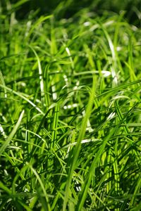 Preview wallpaper grass, close-up, green