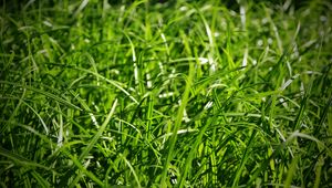 Preview wallpaper grass, close-up, green